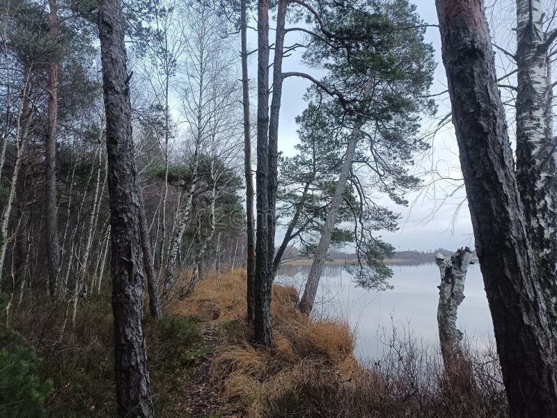 Rekyva-skog och insjö under grumlig höstdag arkivbilder