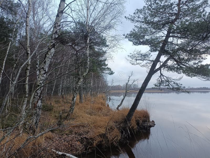 Rekyva-skog och insjö under grumlig höstdag royaltyfria bilder
