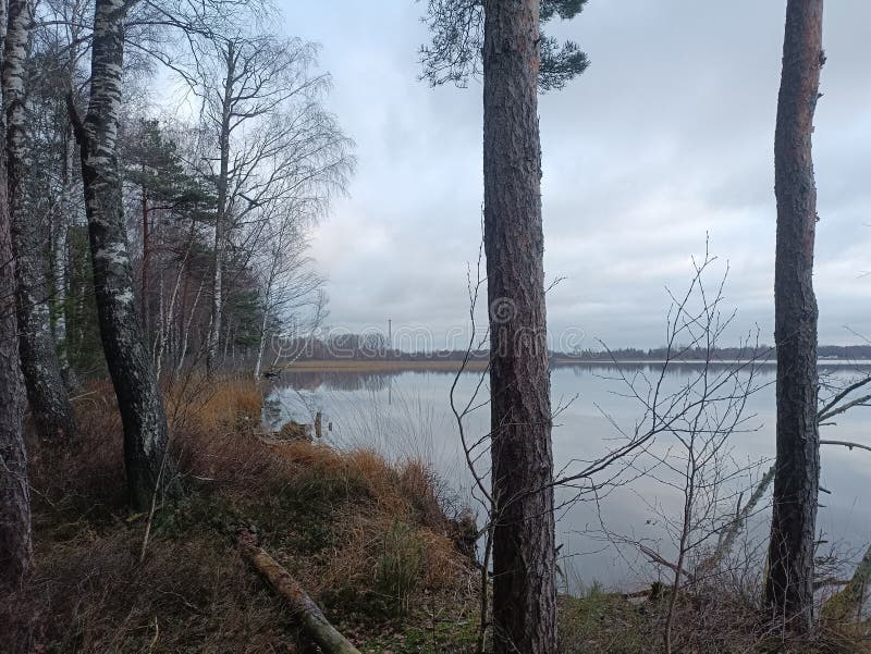 Rekyva-skog och insjö under grumlig höstdag arkivfoto