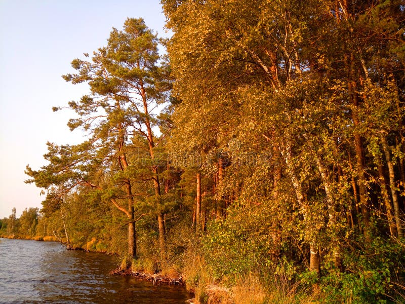 Rekyva-skog och sjö direkt före solnedgång royaltyfri bild