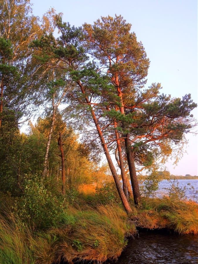 Rekyva-skog och sjö direkt före solnedgång royaltyfria foton
