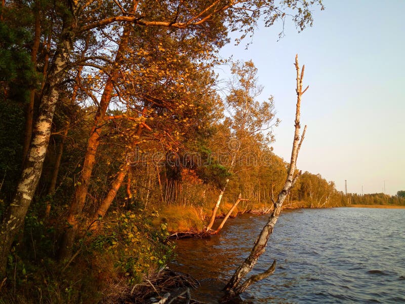 Rekyva-skog och sjö direkt före solnedgång arkivfoto
