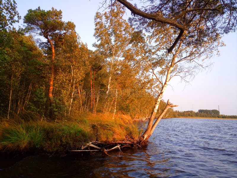 Rekyva-skog och sjö direkt före solnedgång fotografering för bildbyråer