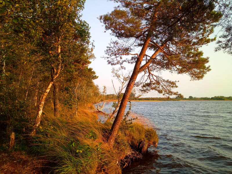 Rekyva-skog och sjö direkt före solnedgång royaltyfri fotografi