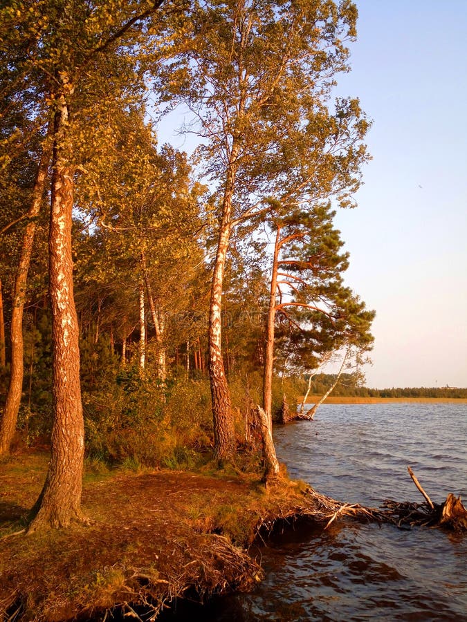 Rekyva-skog och sjö direkt före solnedgång royaltyfri bild