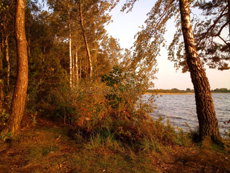 Rekyva-skog och sjö direkt före solnedgång fotografering för bildbyråer