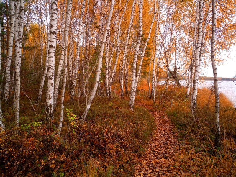 Rekyva-skog och -sjö under grumlig höstdag royaltyfria bilder