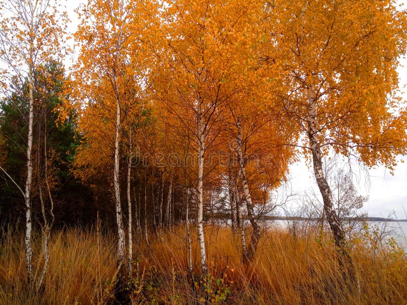 Rekyva-skog och -sjö under grumlig höstdag arkivbilder