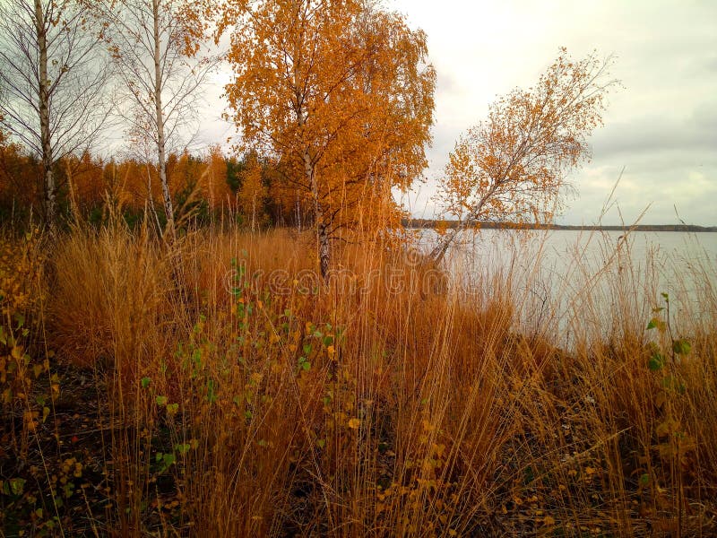 Rekyva-skog och -sjö under grumlig höstdag fotografering för bildbyråer