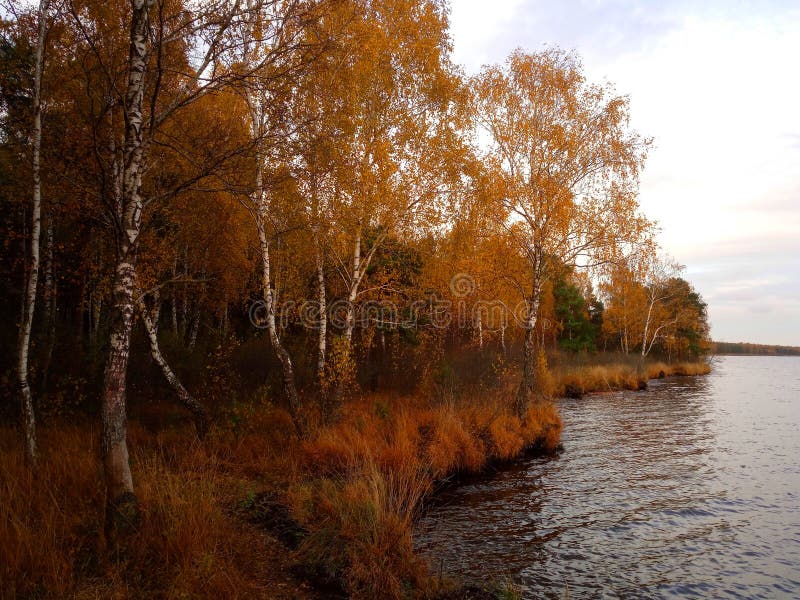Rekyva-skog och -sjö under grumlig höstdag arkivbild