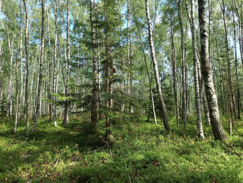 Rekyva-skog under solig sommardag. Träskog av tallvedsnematoden. Brunbuskar och gröna buskar växer i skogen. sommartid. Osäker dag med vita och grå moln i himlen. ovanlig och sällsynt. rekyvos miskas.