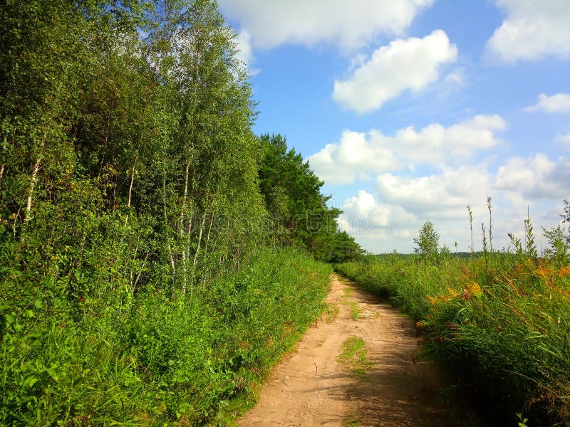 Rekyva-skog under soliga dagar arkivbild