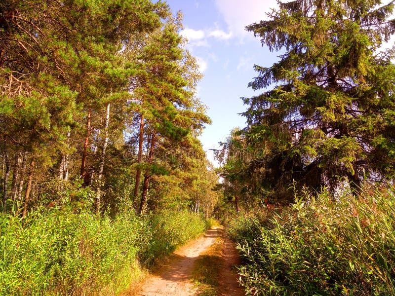 Rekyva-skog under soliga dagar fotografering för bildbyråer