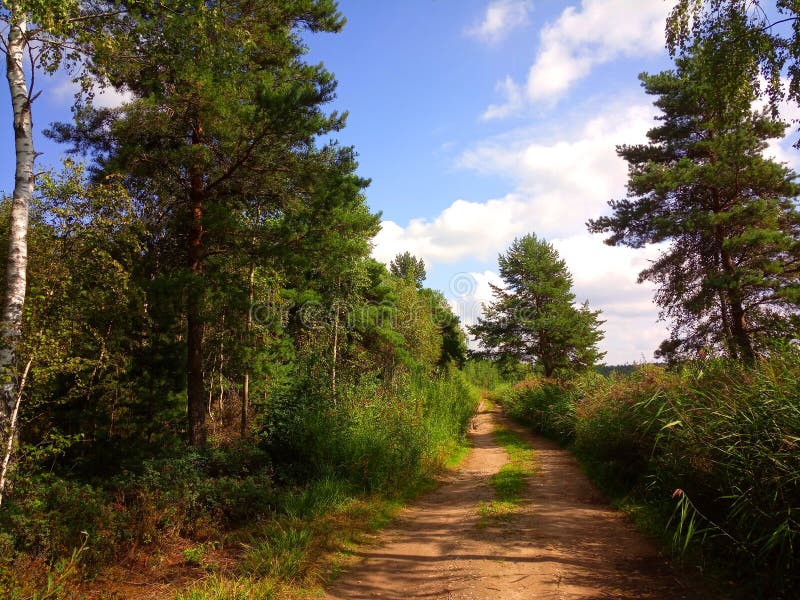 Rekyva-skog under soliga dagar arkivfoto