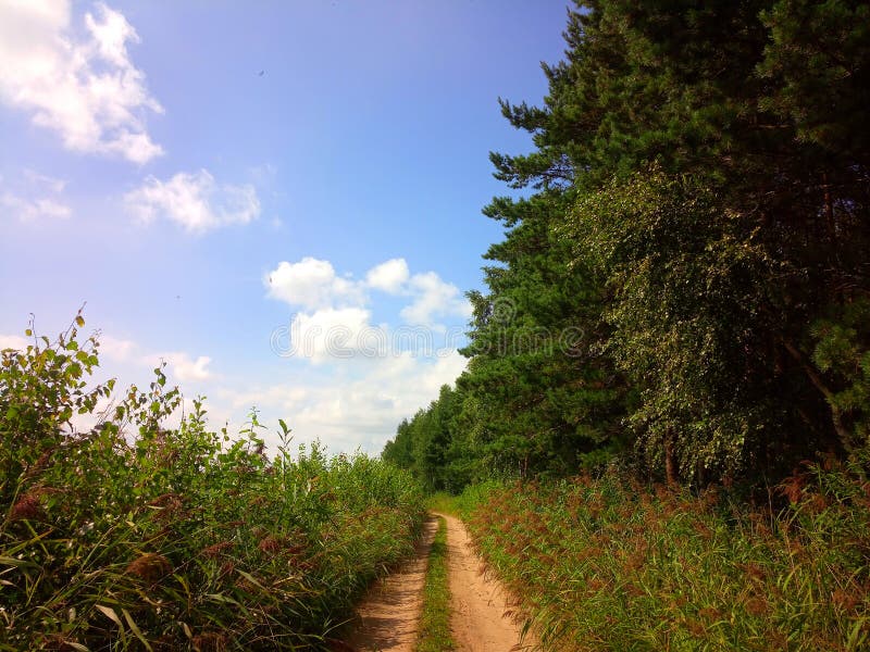 Rekyva-skog under soliga dagar arkivbilder