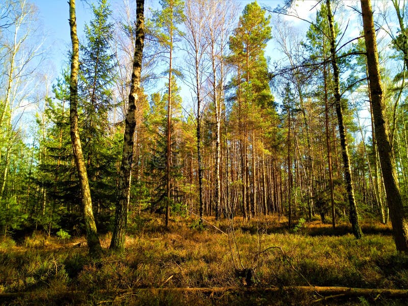 Rekyva-skog under solvintern arkivbild