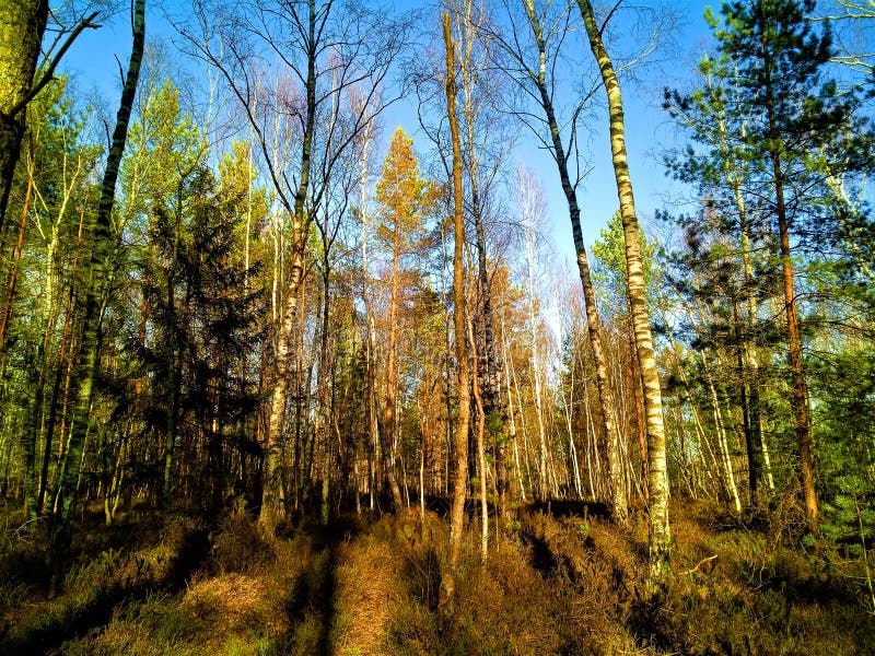 Rekyva-skog under solvintern arkivfoto