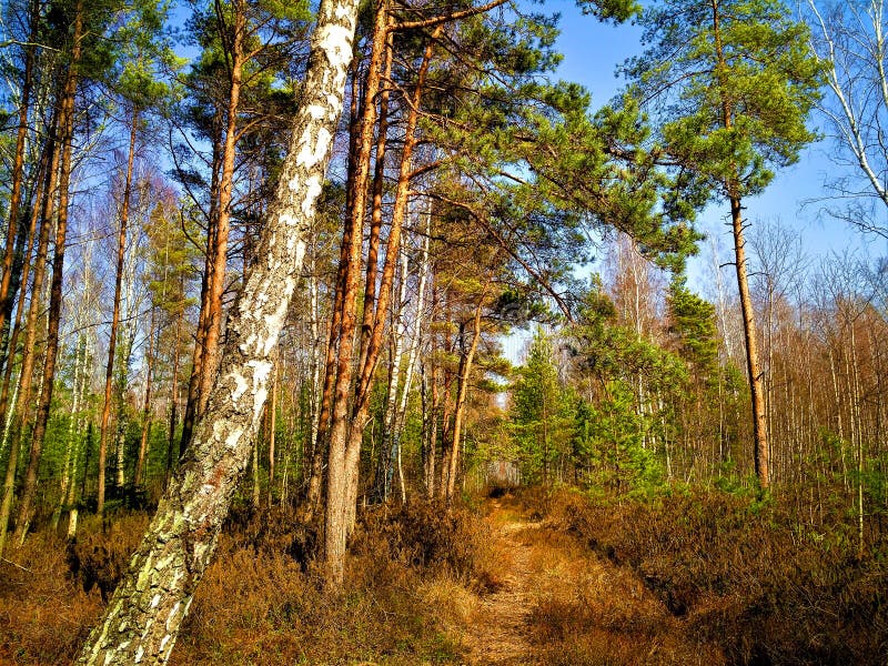 Rekyva-skog under solvintern royaltyfri bild