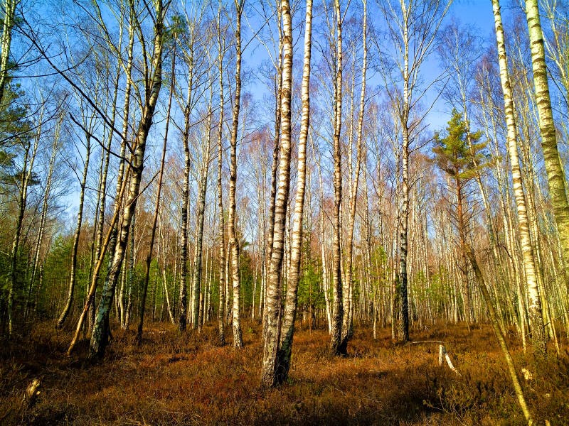 Rekyva-skog under solvintern arkivfoton