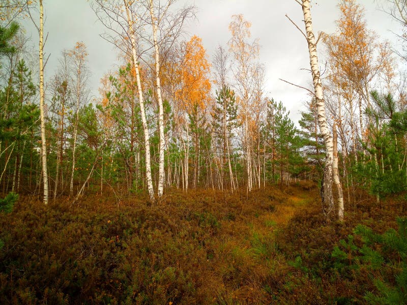Rekyva-skogen under grumlig höstdag arkivfoton