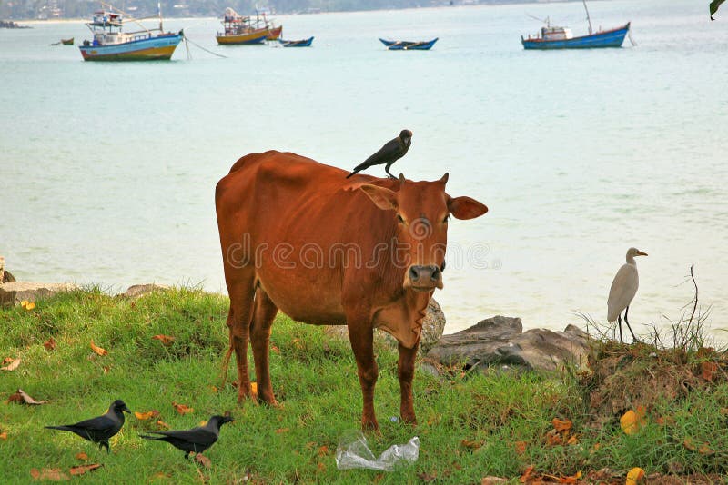 Relacionamentos dos egrets de gado, dos corvos e das vacas em Sri Lanka fotos de stock Relacionamentos dos egrets de gado, dos corvos e das vacas em Sri Lanka fotos de stock