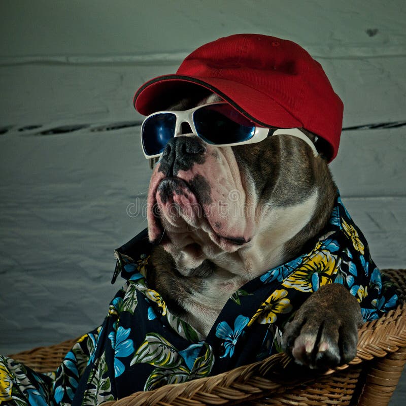 A dressed bulldog is recovering in a wicker chair after a hard day. A dressed bulldog is recovering in a wicker chair after a hard day