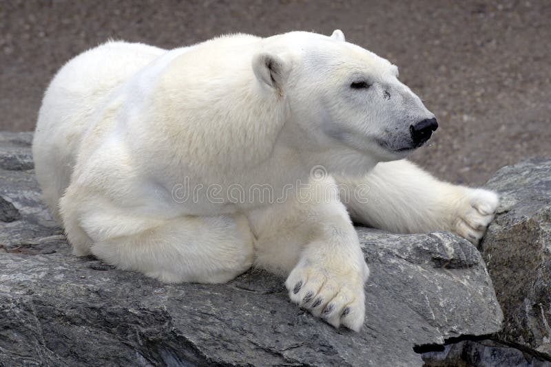 relaksująca ponoszą polarna rock obrazy stock relaksująca ponoszą polarna rock obrazy stock