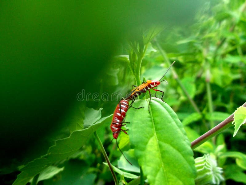 Relationship of Insects in Nature. Stock Photo Image of insectsn