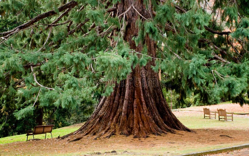 Relax under the Spruce tree