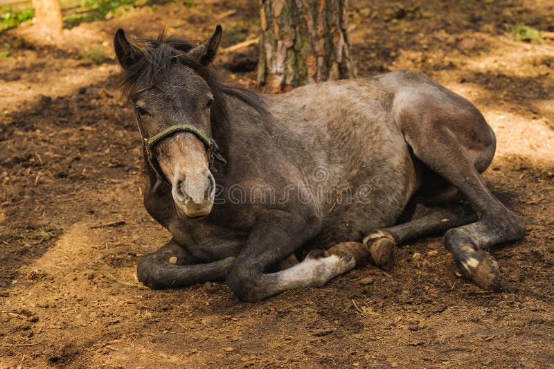 Paint lying down stock image. Image of brown, pony, paint 11443057