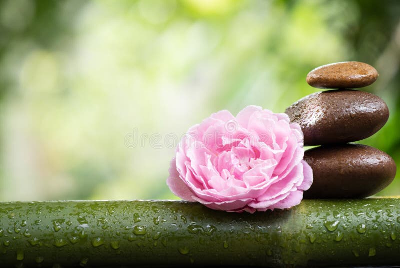 Relaxation with Pink Damask Rose Flower on Bokeh Nature Surface Stock
