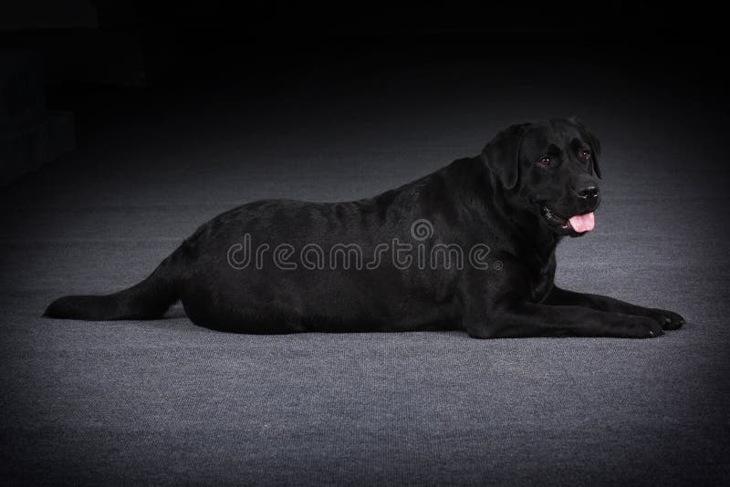 Relaxed black dog Labrador Retriever stock photos Relaxed black dog Labrador Retriever stock photos