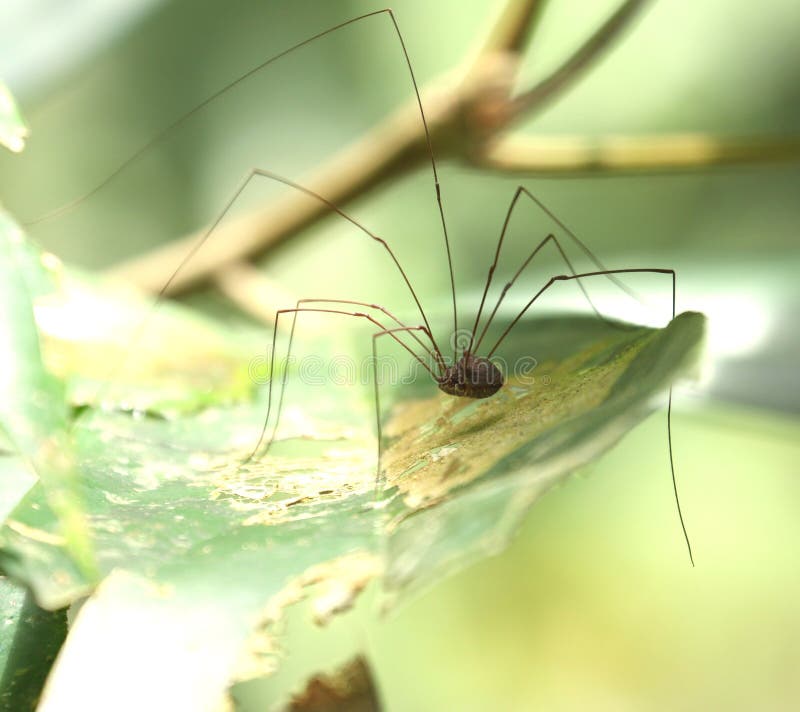 Daddy-long-legs spider - Stock Image - C027/0332 - Science Photo