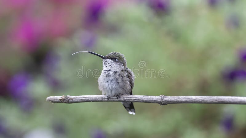 Juvenile Blond Non-Professional Throated Out 1