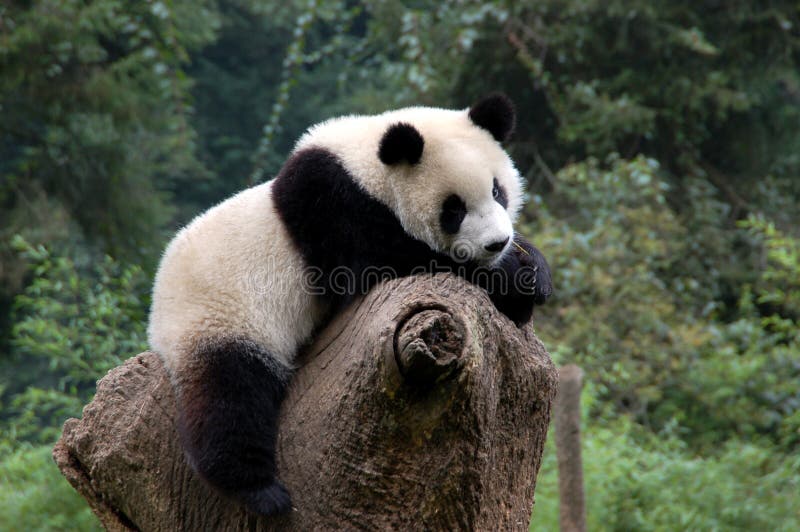 Relaxed panda