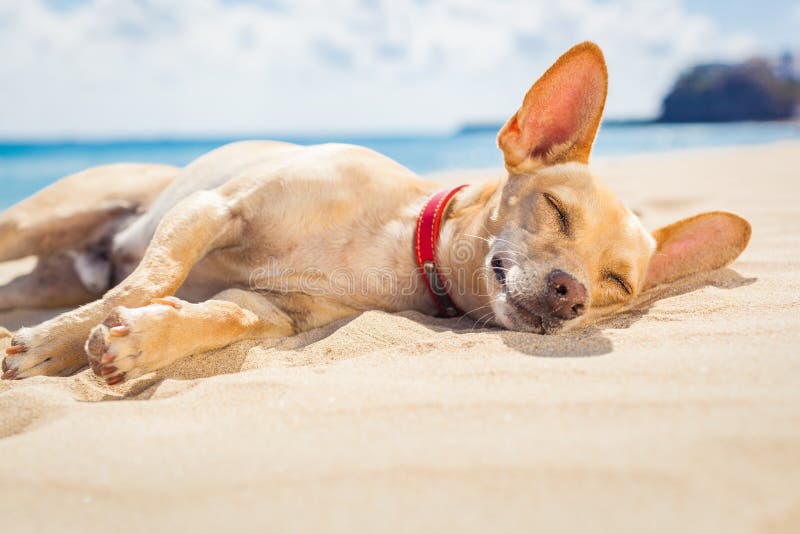 Relaxing dog on the beach