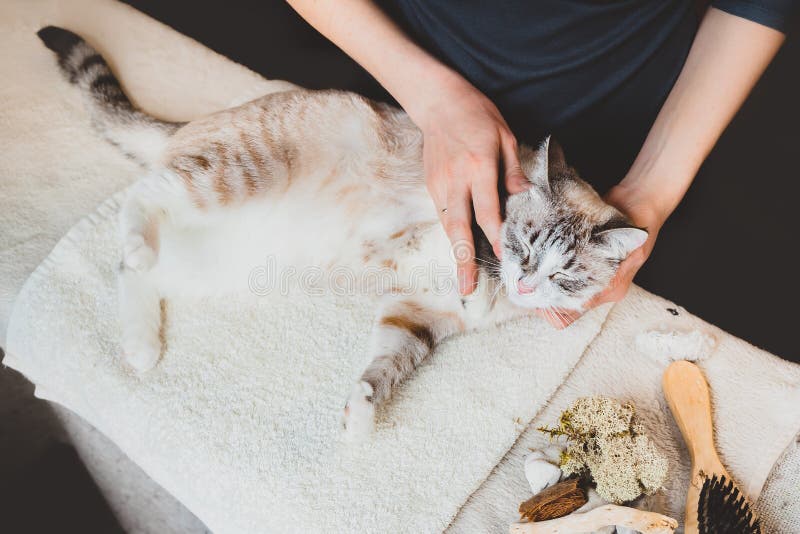 Rubbing the Cat`s Head and Temples. Massage Technique Stock Photo Image of exercise, injuries