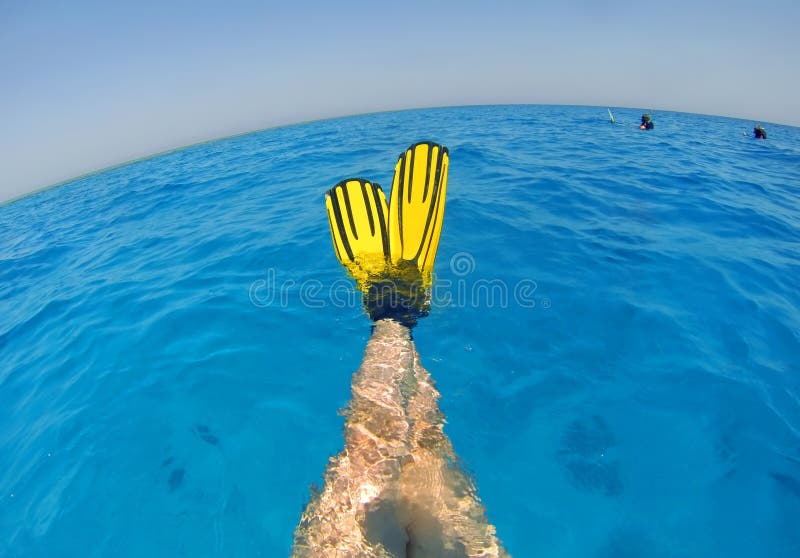 Diver / swimmer cross legs with yellow fins in the clear blue tropical sea. Red Sea, Egypt. Diver / swimmer cross legs with yellow fins in the clear blue tropical sea. Red Sea, Egypt