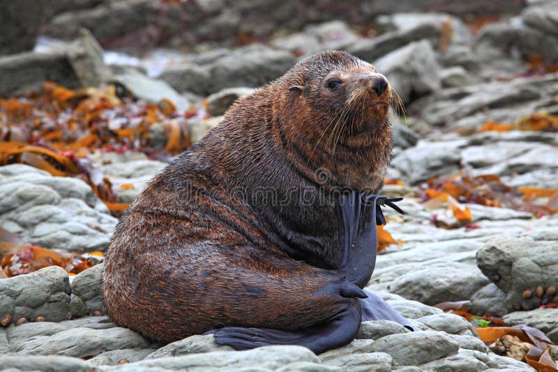 Relaxing wild seal