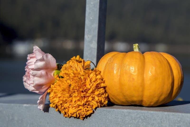 Tiny pumpkin gourd and flowers. royalty free stock photography