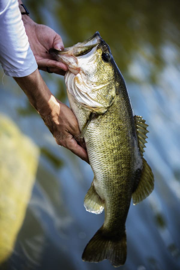 1,353 Bass Catching Stock Photos - Free & Royalty-Free Stock