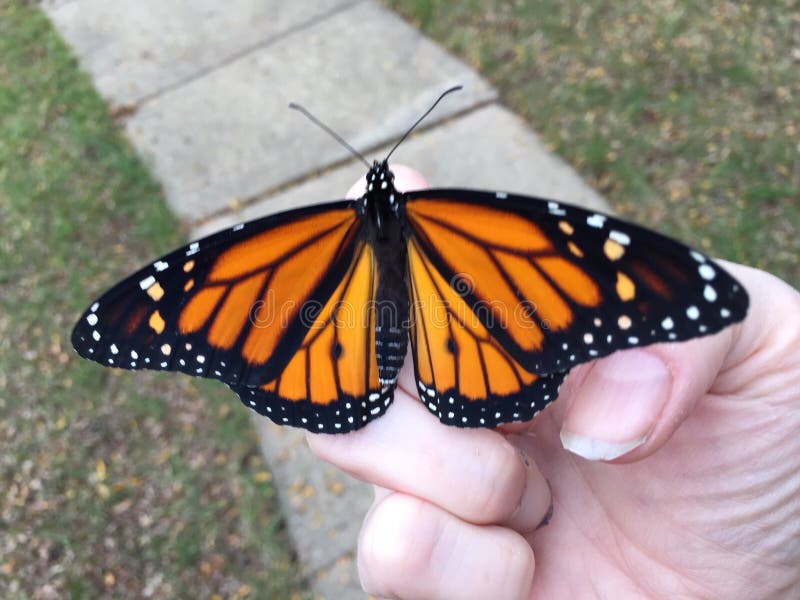 Monarch Butterfly Release from Stock Image Image of release, perched