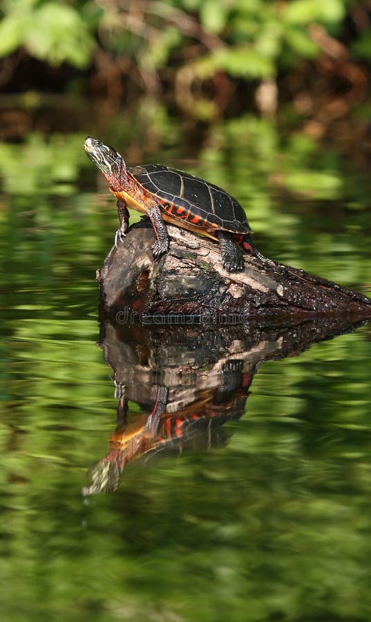 A painted turtle on a rock in a pond in the state of Maine. A painted turtle on a rock in a pond in the state of Maine.