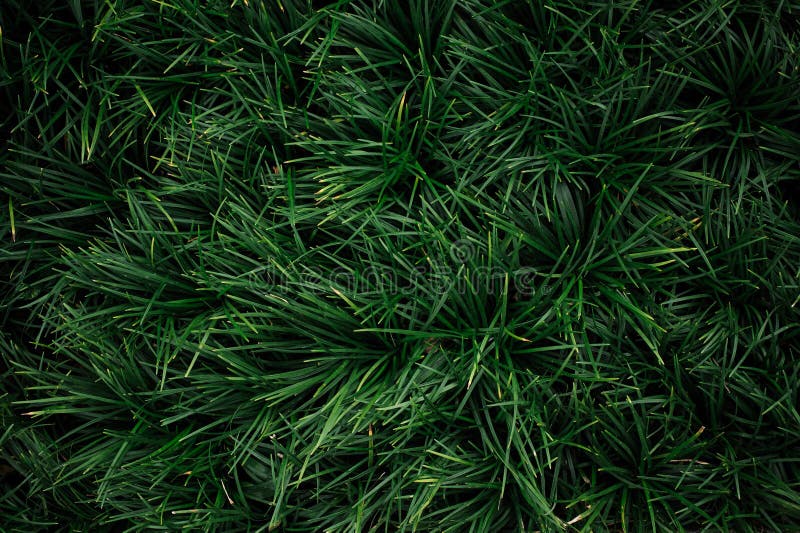 Reliable Grass Type Ground Covers Ophiopogon Texture Stock Photo