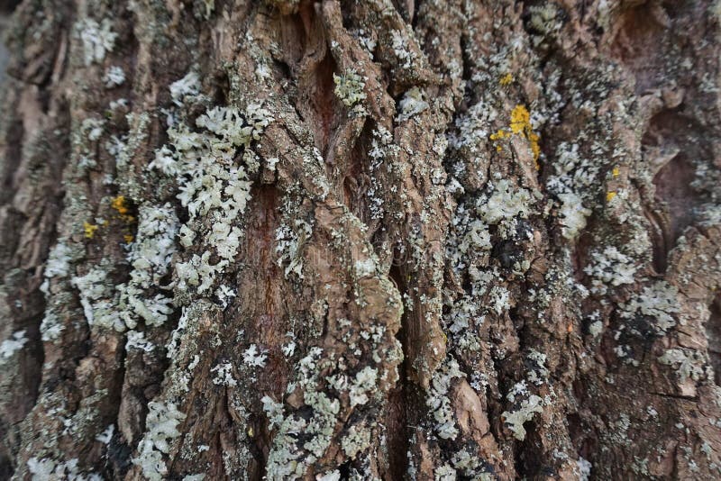Relief texture bark of tree royalty free stock images