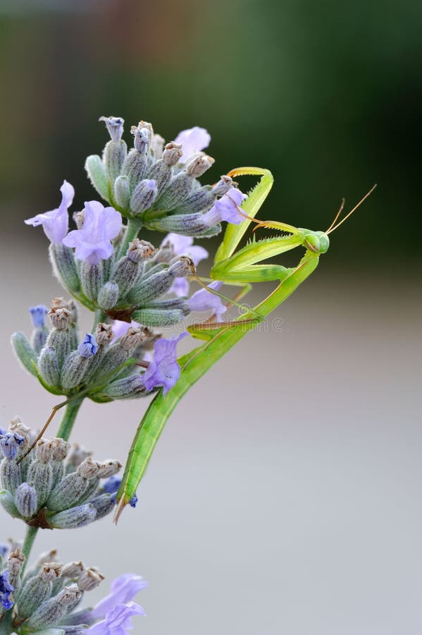 Religious mantis on lavender flower. Religious mantis on lavender flower