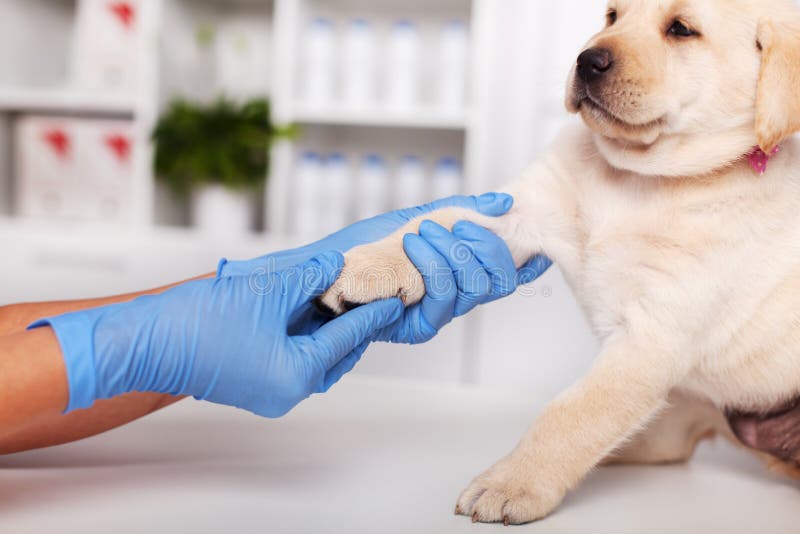 Reluctant labrador puppy dog being examined at the veterinary