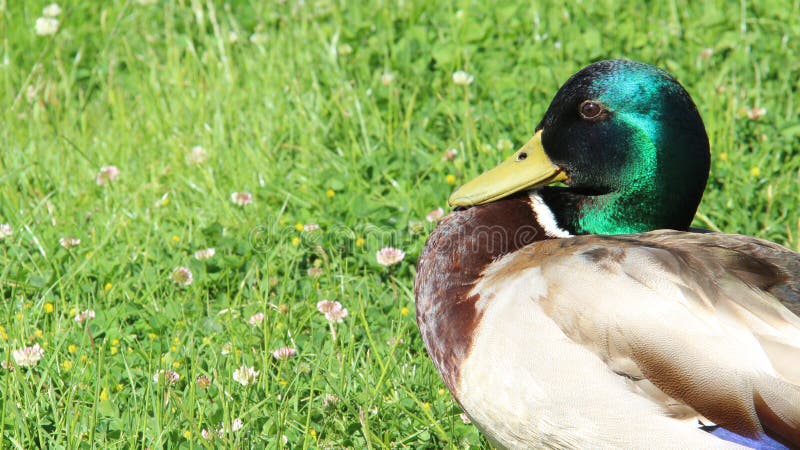 Relájese y tomando el sol una libertad del pato silvestre y felicidad masculinas de la vida imagenes de archivo Relájese y tomando el sol una libertad del pato silvestre y felicidad masculinas de la vida imagenes de archivo