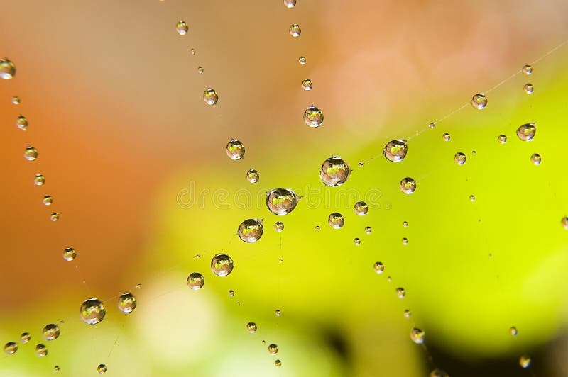 Water drops on spider web. Autumn photo. Water drops on spider web. Autumn photo
