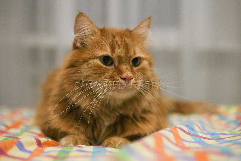 Relógio dirigido vermelho do gato em algum lugar fotos de stock Relógio dirigido vermelho do gato em algum lugar fotos de stock